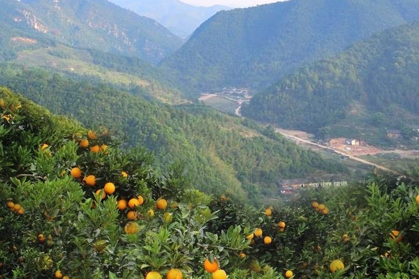 皇帝柑怎么挑 這樣挑準(zhǔn)沒(méi)錯(cuò) 皇帝柑怎么挑 這樣挑準(zhǔn)沒(méi)錯(cuò)