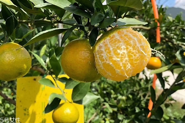 皇帝柑幾年掛果 皇帝柑的皮可以泡水喝嗎 皇帝柑幾年掛果 皇帝柑的皮可以泡水喝嗎