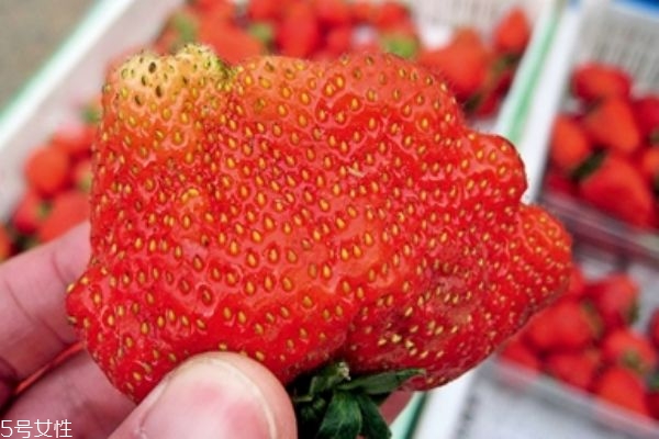 牛奶草莓是牛奶種的嗎 草莓吃多了會(huì)上火嗎 牛奶草莓是牛奶種的嗎 草莓吃多了會(huì)上火嗎