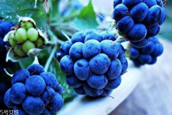 孕婦能吃藍(lán)莓嗎 來月經(jīng)可以吃藍(lán)莓嗎 孕婦能吃藍(lán)莓嗎 來月經(jīng)可以吃藍(lán)莓嗎