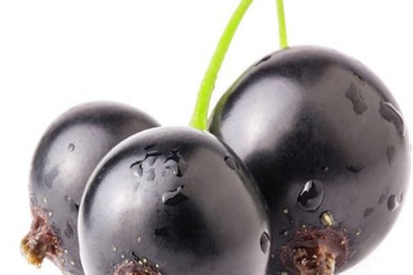 黑加侖和藍(lán)莓的區(qū)別 別再傻傻分不清楚了 黑加侖和藍(lán)莓的區(qū)別 別再傻傻分不清楚了