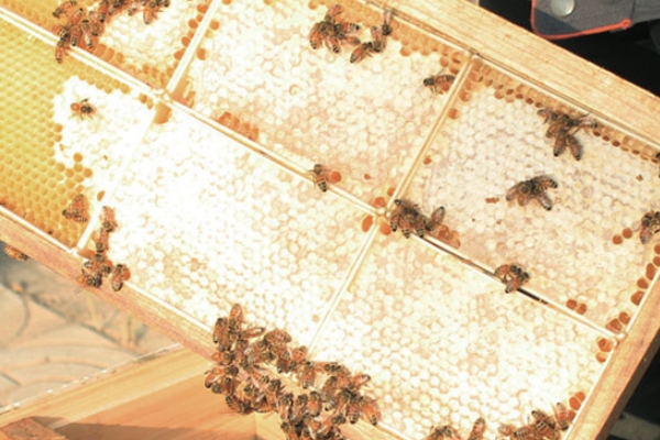 坐月子能吃洋槐蜜嗎 別超量就行 坐月子能吃洋槐蜜嗎 別超量就行