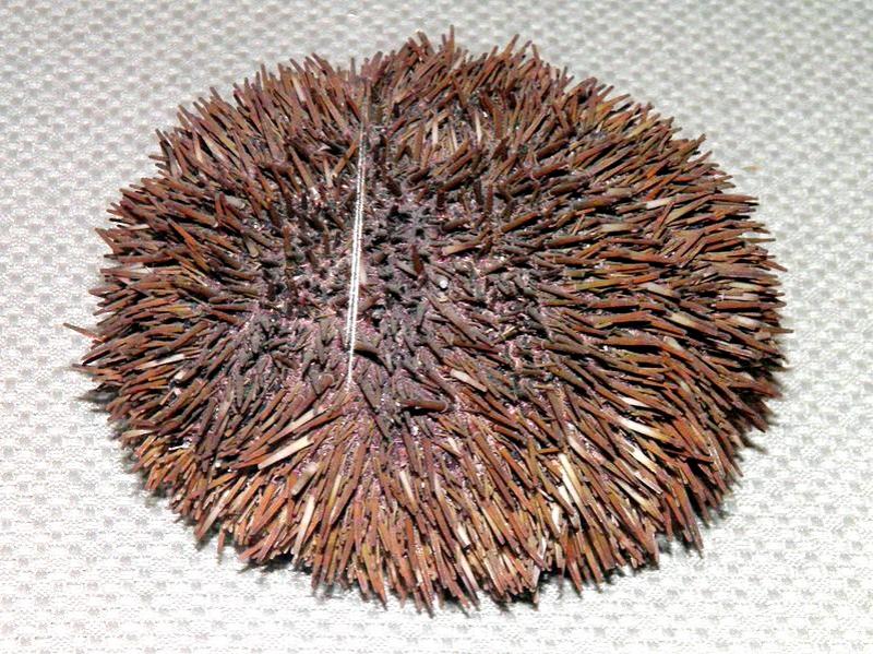 臺(tái)灣和日本常見(jiàn)食用海膽種類 臺(tái)灣和日本常見(jiàn)食用海膽種類