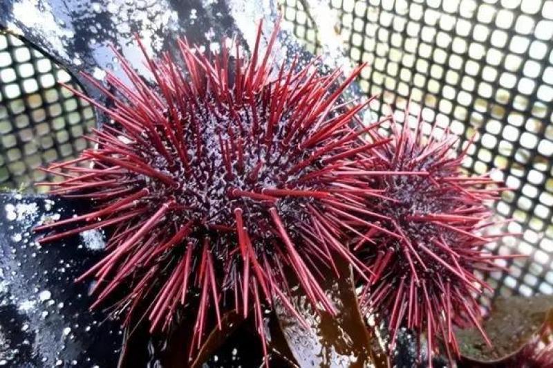 臺(tái)灣和日本常見(jiàn)食用海膽種類 臺(tái)灣和日本常見(jiàn)食用海膽種類