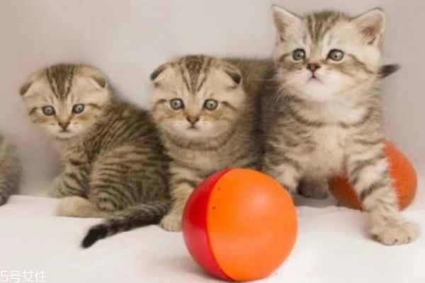 懷孕能養(yǎng)貓嗎 懷孕養(yǎng)貓注意事項 懷孕能養(yǎng)貓嗎 懷孕養(yǎng)貓注意事項