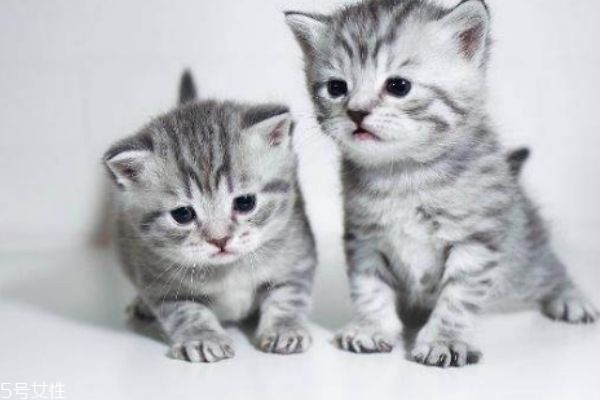 懷孕能養(yǎng)貓嗎 懷孕養(yǎng)貓注意事項 懷孕能養(yǎng)貓嗎 懷孕養(yǎng)貓注意事項