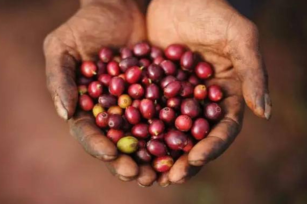 咖啡烘焙程度哪個好 3種烘焙程度pk 咖啡烘焙程度哪個好 3種烘焙程度pk