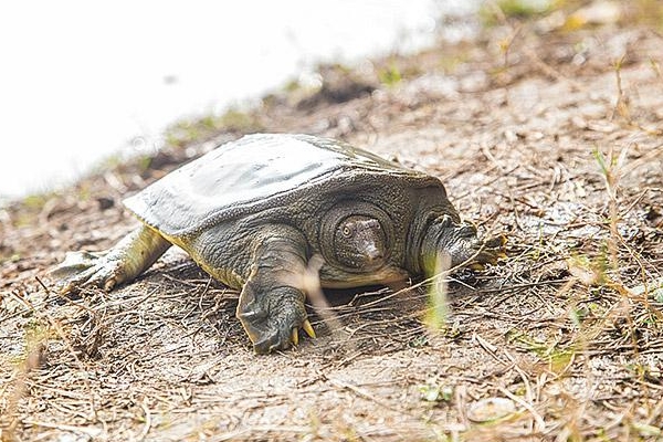 甲魚沒(méi)吃完怎么保存 這樣保存才對(duì) 甲魚沒(méi)吃完怎么保存 這樣保存才對(duì)