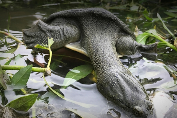 甲魚沒(méi)吃完怎么保存 這樣保存才對(duì) 甲魚沒(méi)吃完怎么保存 這樣保存才對(duì)