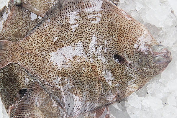 多寶魚(yú)白色的正常嗎 本來(lái)就有一面是白色 多寶魚(yú)白色的正常嗎 本來(lái)就有一面是白色