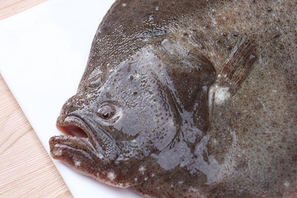 多寶魚(yú)有刺嗎 有一根大刺 多寶魚(yú)有刺嗎 有一根大刺