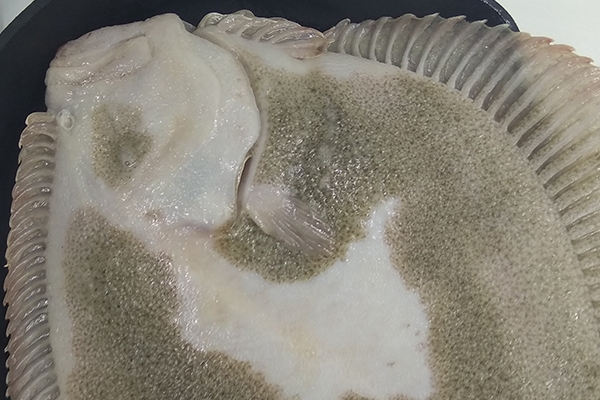 多寶魚(yú)可以切塊紅燒嗎 當(dāng)然是可以的 多寶魚(yú)可以切塊紅燒嗎 當(dāng)然是可以的