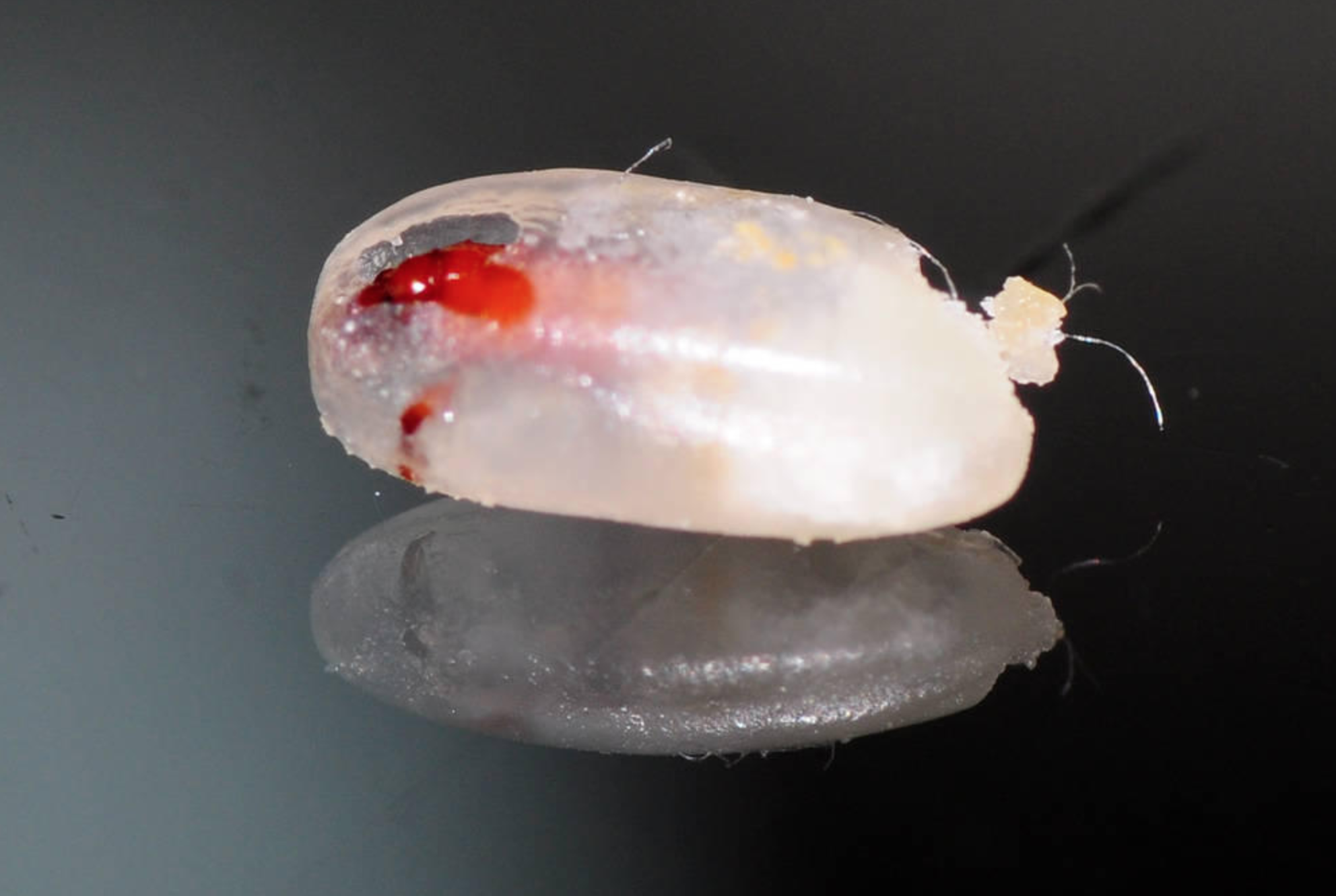 米蟲是怎么長出來的 其實(shí)卵在米里面 米蟲是怎么長出來的 其實(shí)卵在米里面