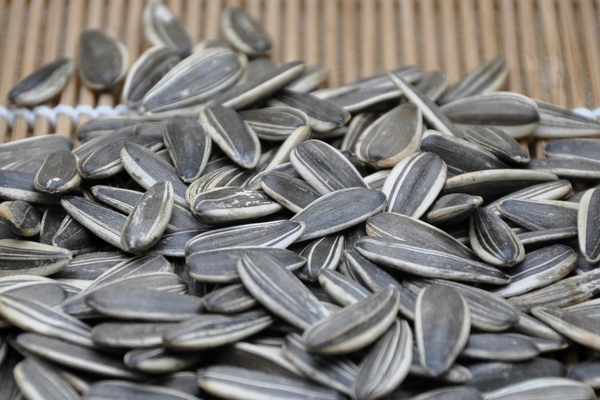 葵花籽怎么弄下來？葵花籽怎么脫粒