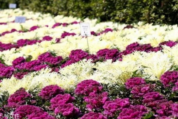 羽衣甘藍7大功效 整腸防動脈硬化 羽衣甘藍7大功效 整腸防動脈硬化