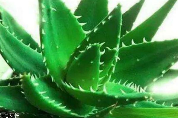 蘆薈膠可以祛痘嗎 可用新鮮蘆薈涂抹 蘆薈膠可以祛痘嗎 可用新鮮蘆薈涂抹