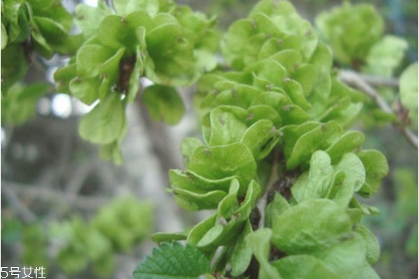 榆錢好吃嗎 榆錢什么季節(jié)有 榆錢好吃嗎 榆錢什么季節(jié)有