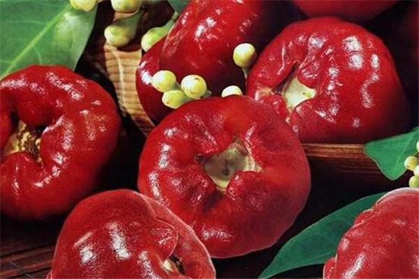 蓮霧可以降血糖嗎 沒有這個作用 蓮霧可以降血糖嗎 沒有這個作用