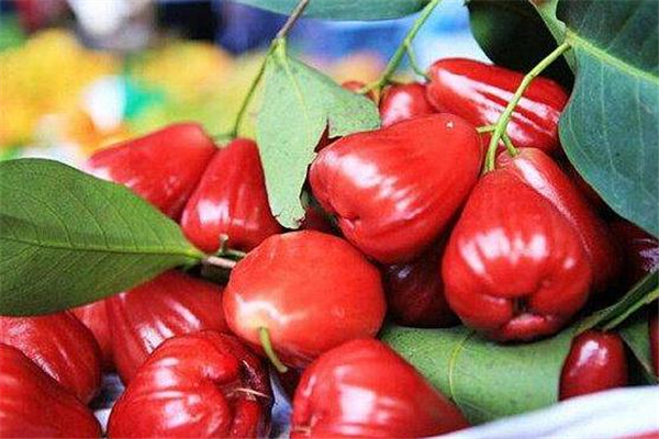 蓮霧為什么那么貴 和產(chǎn)量有關(guān) 蓮霧為什么那么貴 和產(chǎn)量有關(guān)