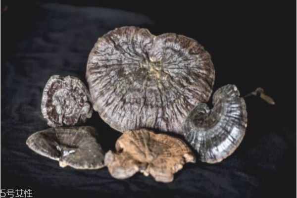 靈芝不適合什么人吃 食用靈芝的四大禁忌 靈芝不適合什么人吃 食用靈芝的四大禁忌