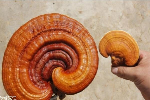 靈芝不適合什么人吃 食用靈芝的四大禁忌 靈芝不適合什么人吃 食用靈芝的四大禁忌