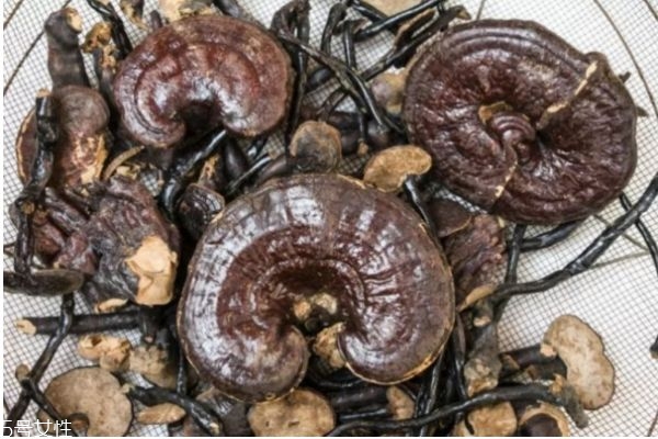 靈芝不適合什么人吃 食用靈芝的四大禁忌 靈芝不適合什么人吃 食用靈芝的四大禁忌