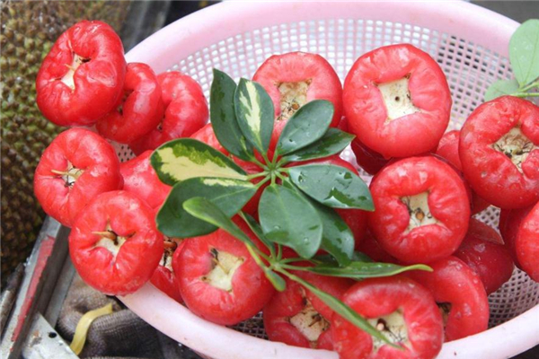 蓮霧吃了會(huì)拉肚子嗎 有這個(gè)可能 蓮霧吃了會(huì)拉肚子嗎 有這個(gè)可能