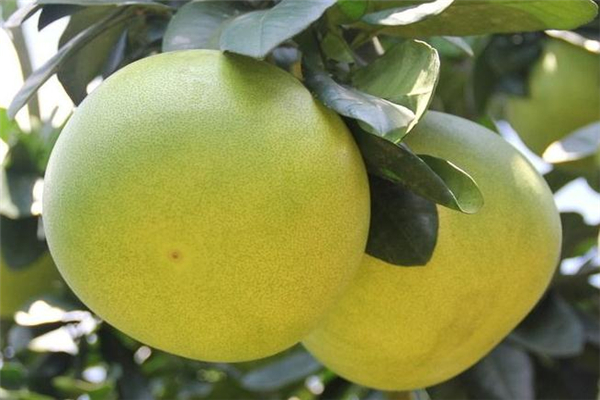 葡萄柚和蜜柚一樣嗎 有這些區(qū)別 葡萄柚和蜜柚一樣嗎 有這些區(qū)別