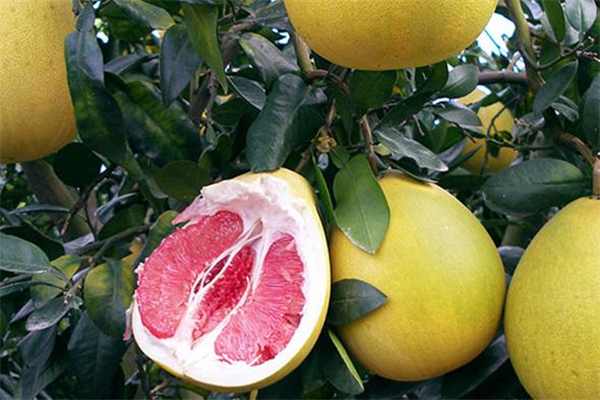 葡萄柚可以止咳嗎 有這個作用 葡萄柚可以止咳嗎 有這個作用