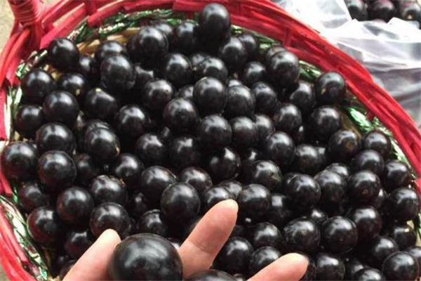 樹葡萄的功效與作用 對人體好處多 樹葡萄的功效與作用 對人體好處多