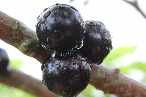 樹(shù)葡萄可以泡酒嗎 味道非常好 樹(shù)葡萄可以泡酒嗎 味道非常好