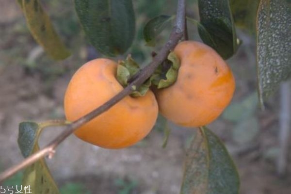 如何辨別柿子是否成熟 柿子和香蕉不能同吃 如何辨別柿子是否成熟 柿子和香蕉不能同吃