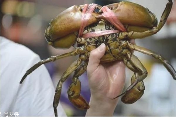 三門青蟹的營(yíng)養(yǎng)價(jià)值 三門青蟹和越南青蟹的區(qū)別 三門青蟹的營(yíng)養(yǎng)價(jià)值 三門青蟹和越南青蟹的區(qū)別