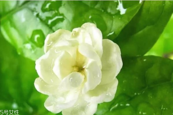 冬季泡什么水喝比較好 冬天用什么泡水喝最好 冬季泡什么水喝比較好 冬天用什么泡水喝最好