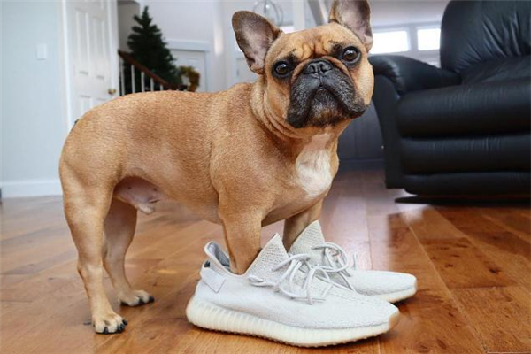 yeezy 350所有配色貨量對比 滿天星最為稀有 yeezy 350所有配色貨量對比 滿天星最為稀有