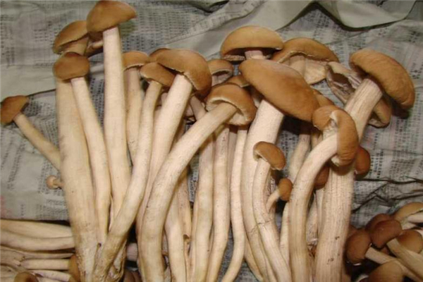 茶樹菇吃多了會(huì)上火嗎 很少出現(xiàn)