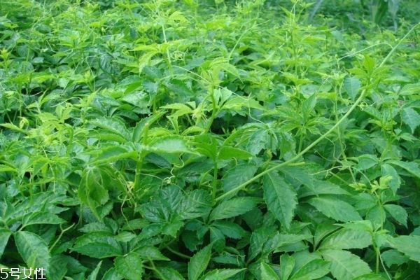 什么人不能喝絞股藍(lán) 絞股藍(lán)泡茶注意事項(xiàng) 什么人不能喝絞股藍(lán) 絞股藍(lán)泡茶注意事項(xiàng)