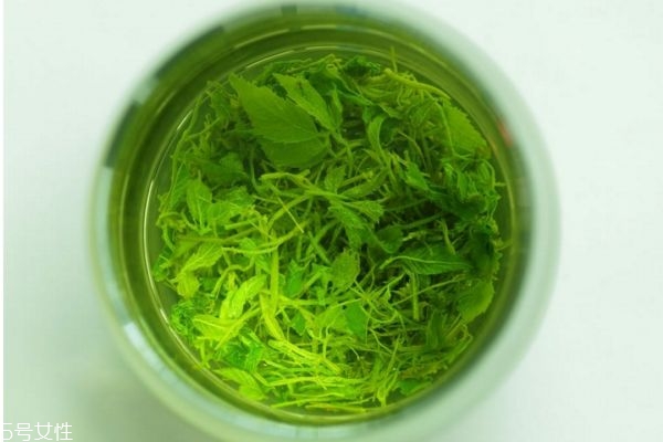 絞股藍泡水溫度是多少 絞股藍茶怎么泡 絞股藍泡水溫度是多少 絞股藍茶怎么泡