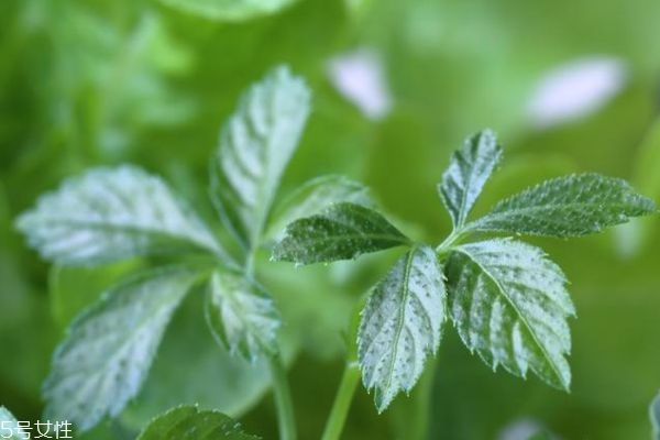絞股藍差屬于什么茶 如何挑選絞股藍茶 絞股藍差屬于什么茶 如何挑選絞股藍茶