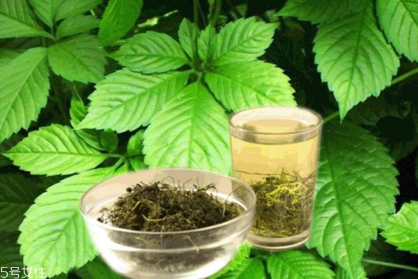 絞股藍(lán)泡水苦怎么辦 絞股藍(lán)茶嘗味可區(qū)分好壞 絞股藍(lán)泡水苦怎么辦 絞股藍(lán)茶嘗味可區(qū)分好壞