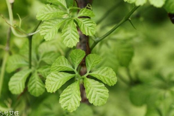 絞股藍(lán)如何泡 絞股藍(lán)的正確泡法 絞股藍(lán)如何泡 絞股藍(lán)的正確泡法