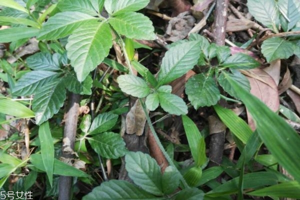 絞股藍泡水喝傷胃嗎 看什么情況 絞股藍泡水喝傷胃嗎 看什么情況