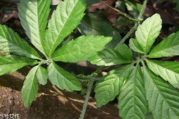 絞股藍(lán)有減肥功效嗎 喝絞股藍(lán)茶需注意 絞股藍(lán)有減肥功效嗎 喝絞股藍(lán)茶需注意