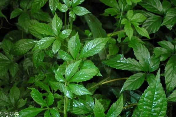 絞股藍降壓嗎 絞股藍多久能降血壓 絞股藍降壓嗎 絞股藍多久能降血壓