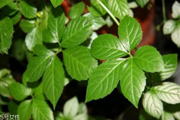 絞股藍(lán)差屬于什么茶 如何挑選絞股藍(lán)茶 絞股藍(lán)差屬于什么茶 如何挑選絞股藍(lán)茶