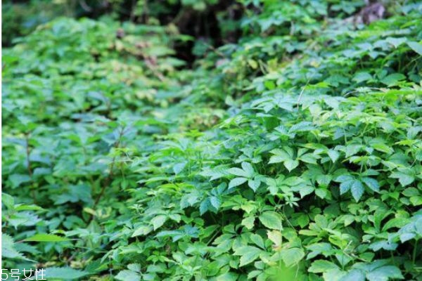 怎樣辨別絞股藍(lán)的好壞 怎么挑選絞股藍(lán) 怎樣辨別絞股藍(lán)的好壞 怎么挑選絞股藍(lán)