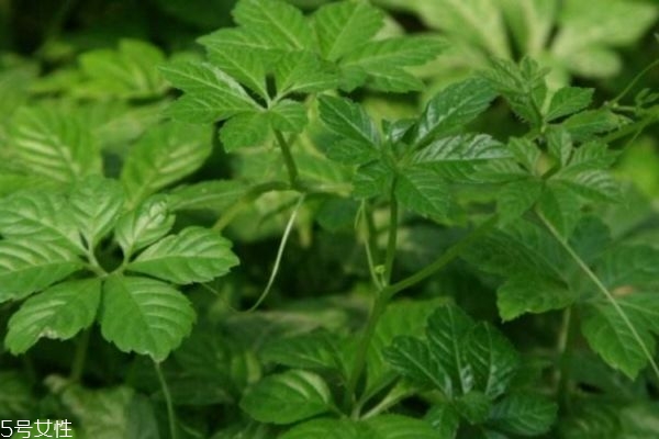 絞股藍和絞股藍茶有什么區(qū)別 絞股藍到底能不能長期喝 絞股藍和絞股藍茶有什么區(qū)別 絞股藍到底能不能長期喝