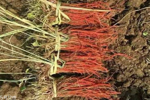 丹參是什么 丹參的價格多少錢 丹參是什么 丹參的價格多少錢