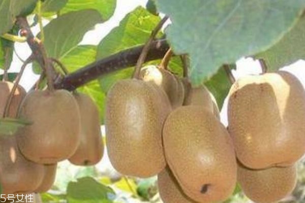 獼猴桃可以減肥嗎 可以幫助減肥 獼猴桃可以減肥嗎 可以幫助減肥