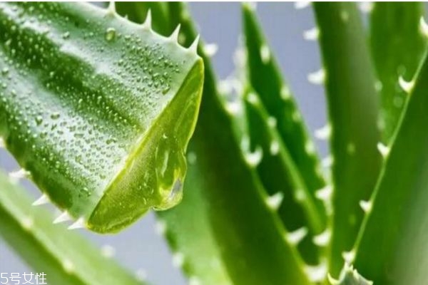 蘆薈灌膚怎么做 蘆薈灌膚的步驟 蘆薈灌膚怎么做 蘆薈灌膚的步驟
